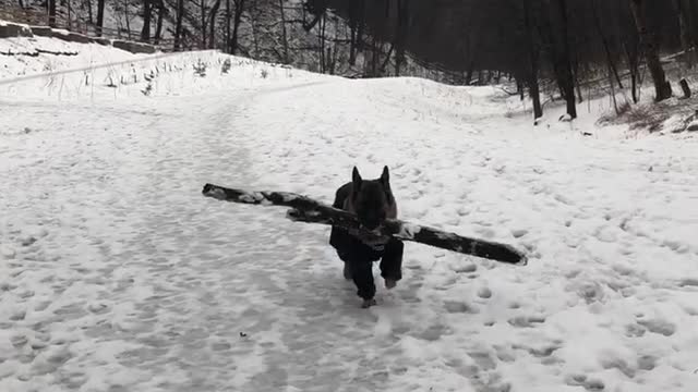 Dog loves carrying big sticks