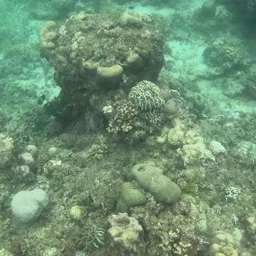 Snorkeling Over Nature’s Comeback, A Reef Revival
