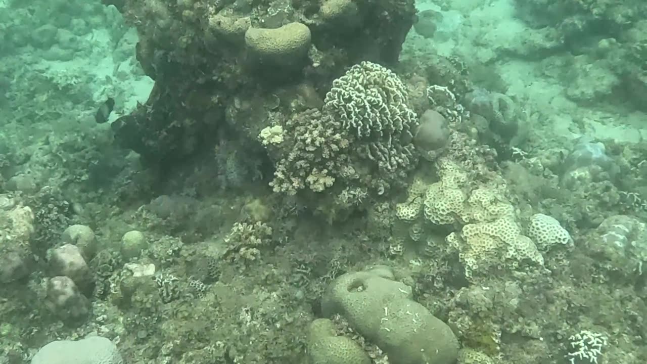 Snorkeling Over Nature’s Comeback, A Reef Revival