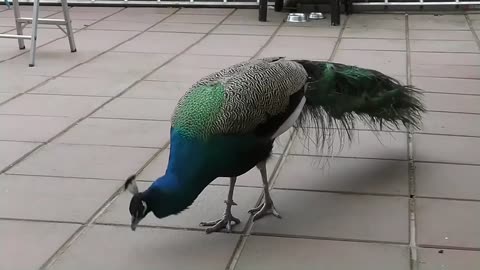 Peacock Dance Display