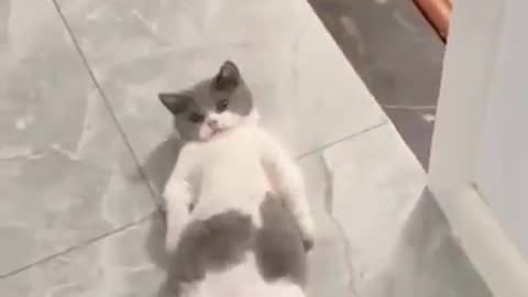 Funny Cat videos 🤣🤣🤣🤣