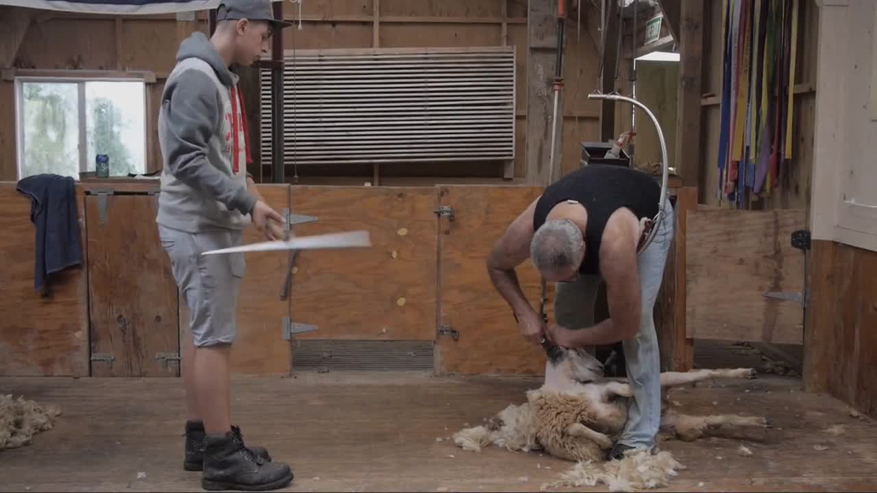 Karamatura Heritage Farm in New Zealand shears sheep