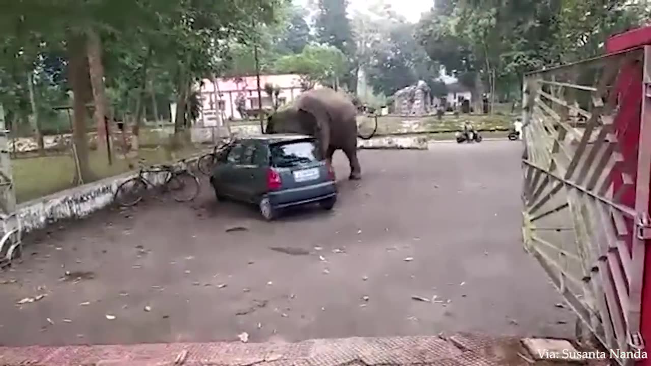 Funny Animals That Will Definitely Brighten Your Day😍Funniest Animals 2022