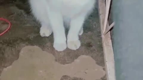 My pretty cat