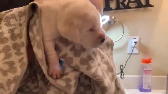 Charlie the Lab puppy has his first bath!