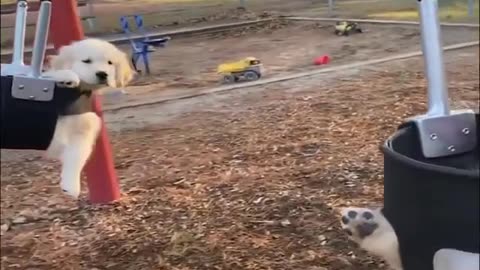 LITTLE DOG IN PARK | FUN |