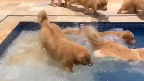 Pawesome Puppy Pool Party Splash!