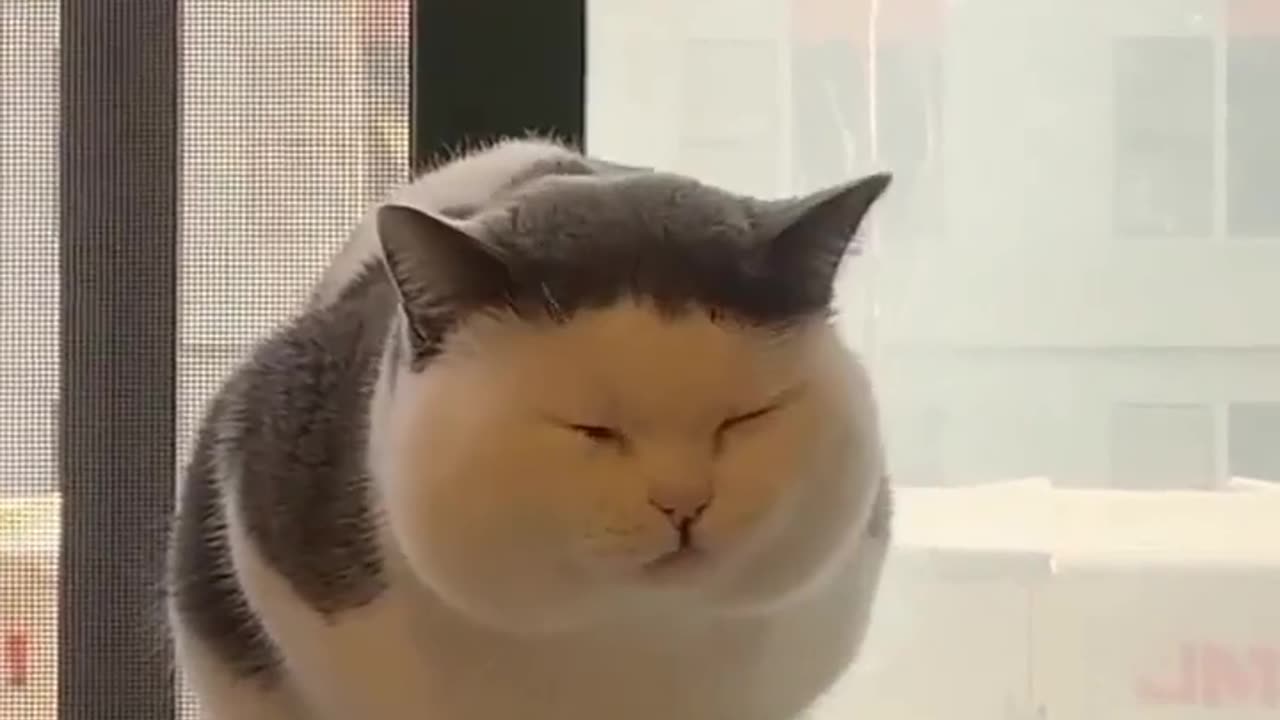 Funny cat meow