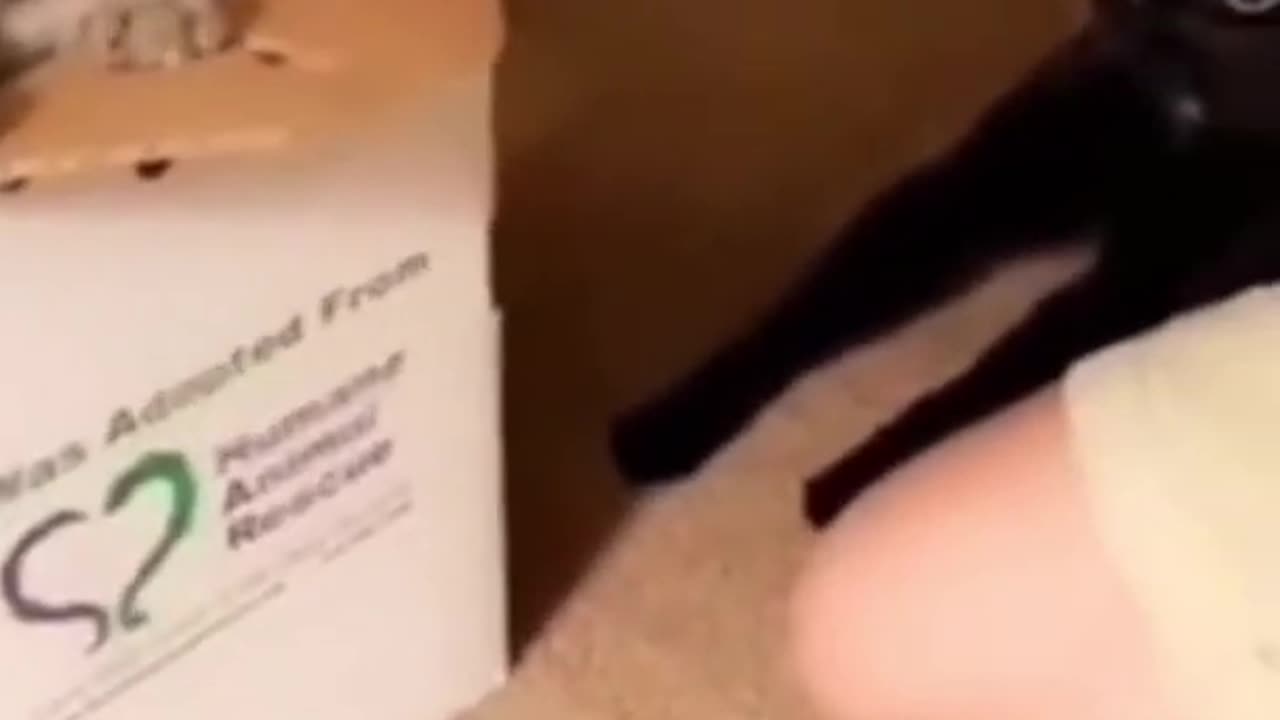 Funniest Cat And Dogs 😂 Funny Animal Videos 2023 #1