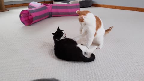 Cat Fight