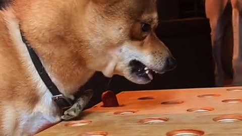 Shiba Inu lost the game