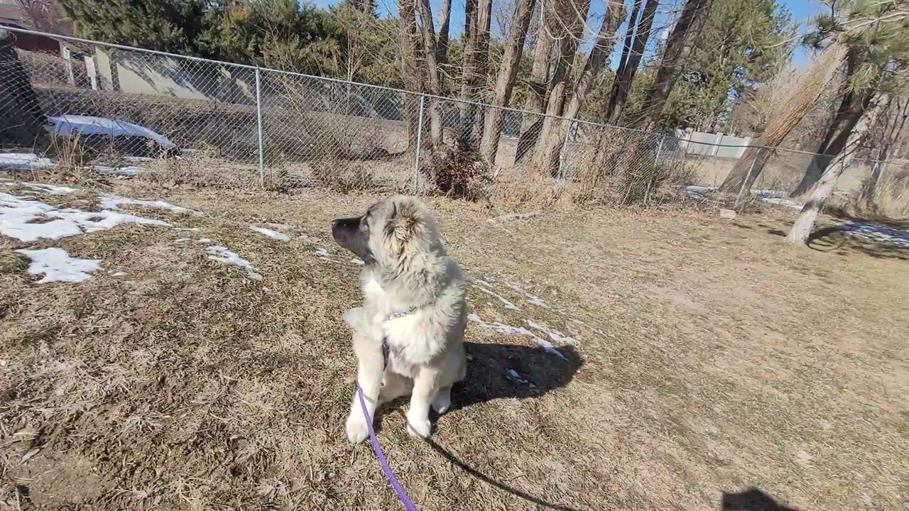 Pixie's 16th Day With Drew - Caucasian Ovcharka Dog - Caucasian Shepherd