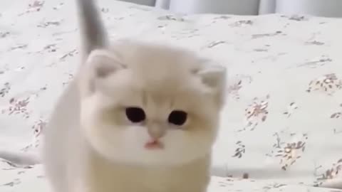 Cute cat 😺😺 dancing