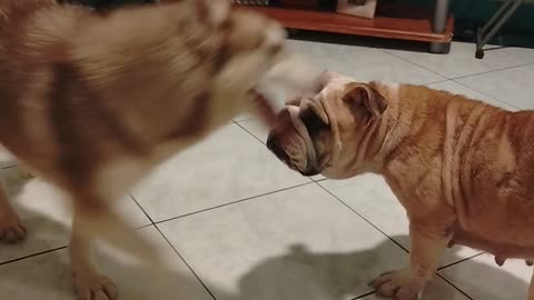 Husky X English Bulldog Playing