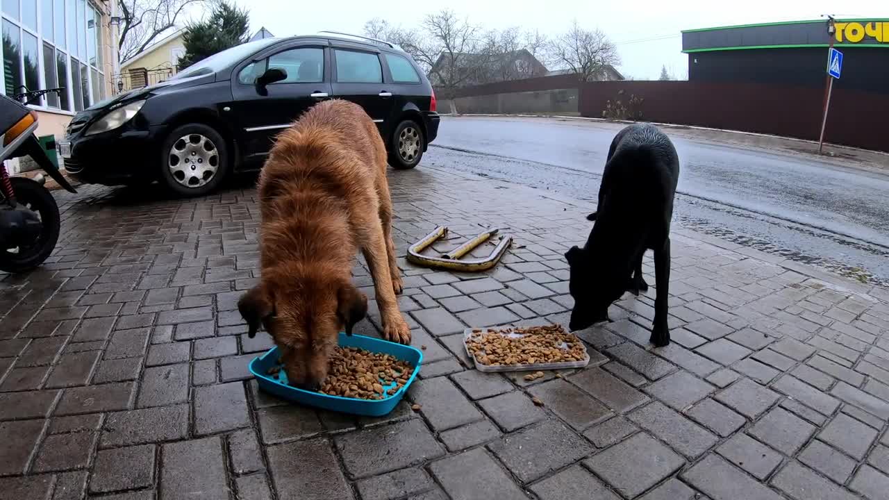 Stray Dog's Eyes were Begging for Help