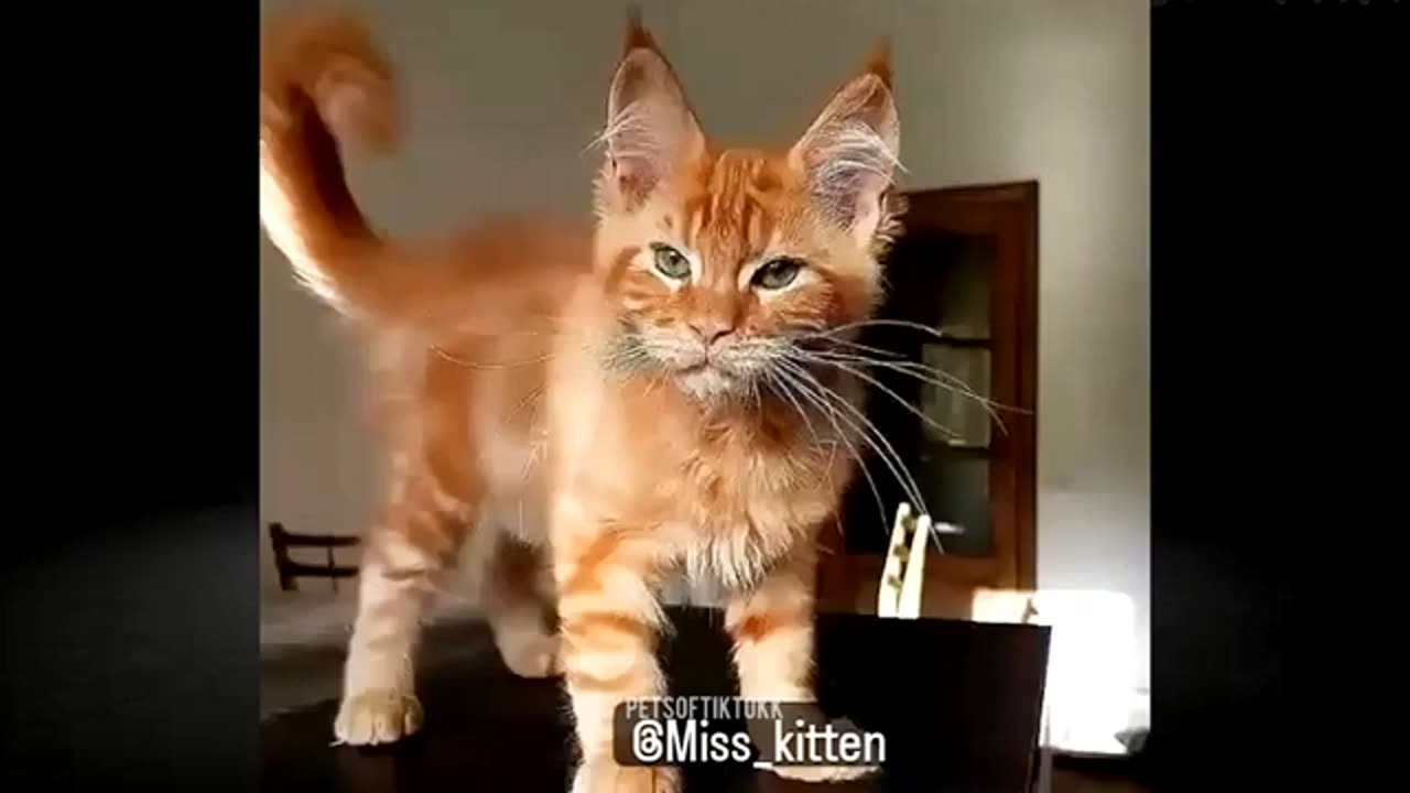 Funny tiktok animal videos 2024