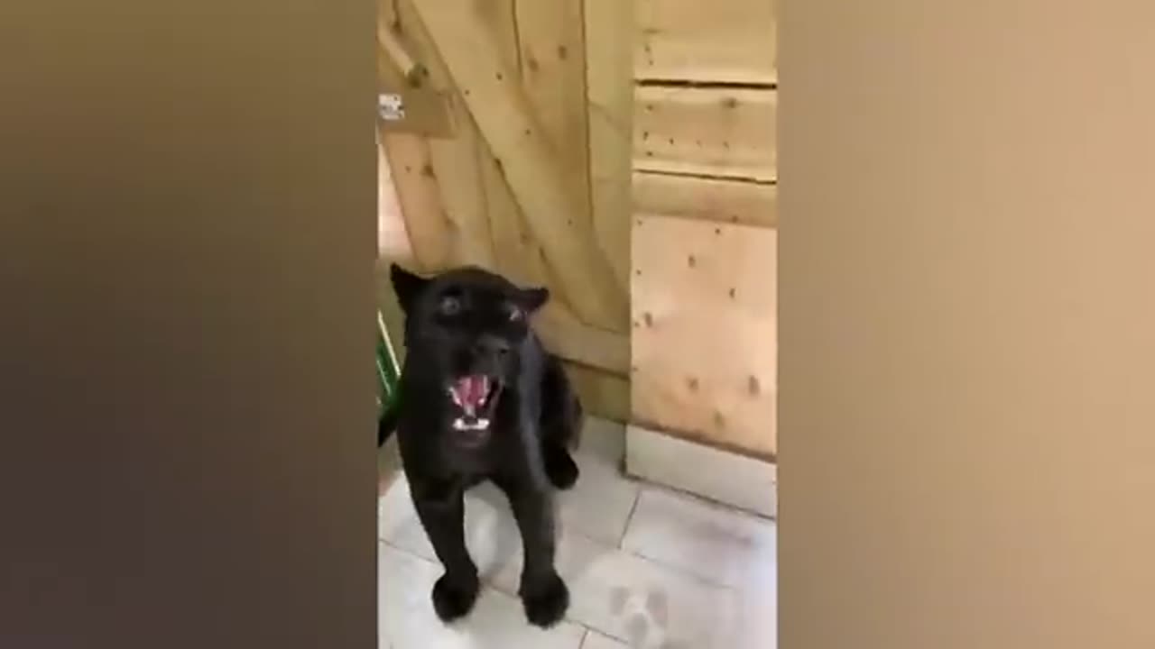 Fanny video..Can_you_watch_without_laughing__100__Impossible