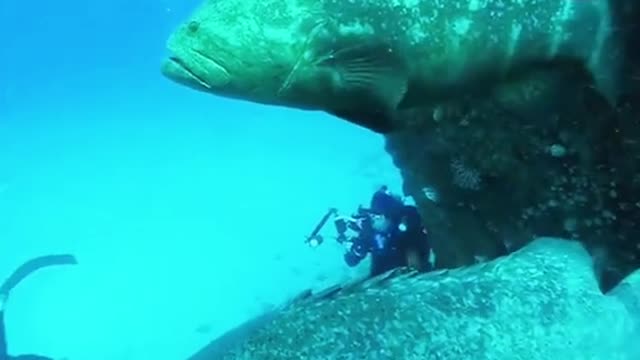 Dont get eaten by this huge fish!