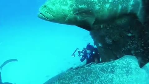 Dont get eaten by this huge fish!