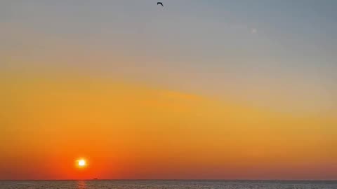 Birds Flying over Sea during Sunset