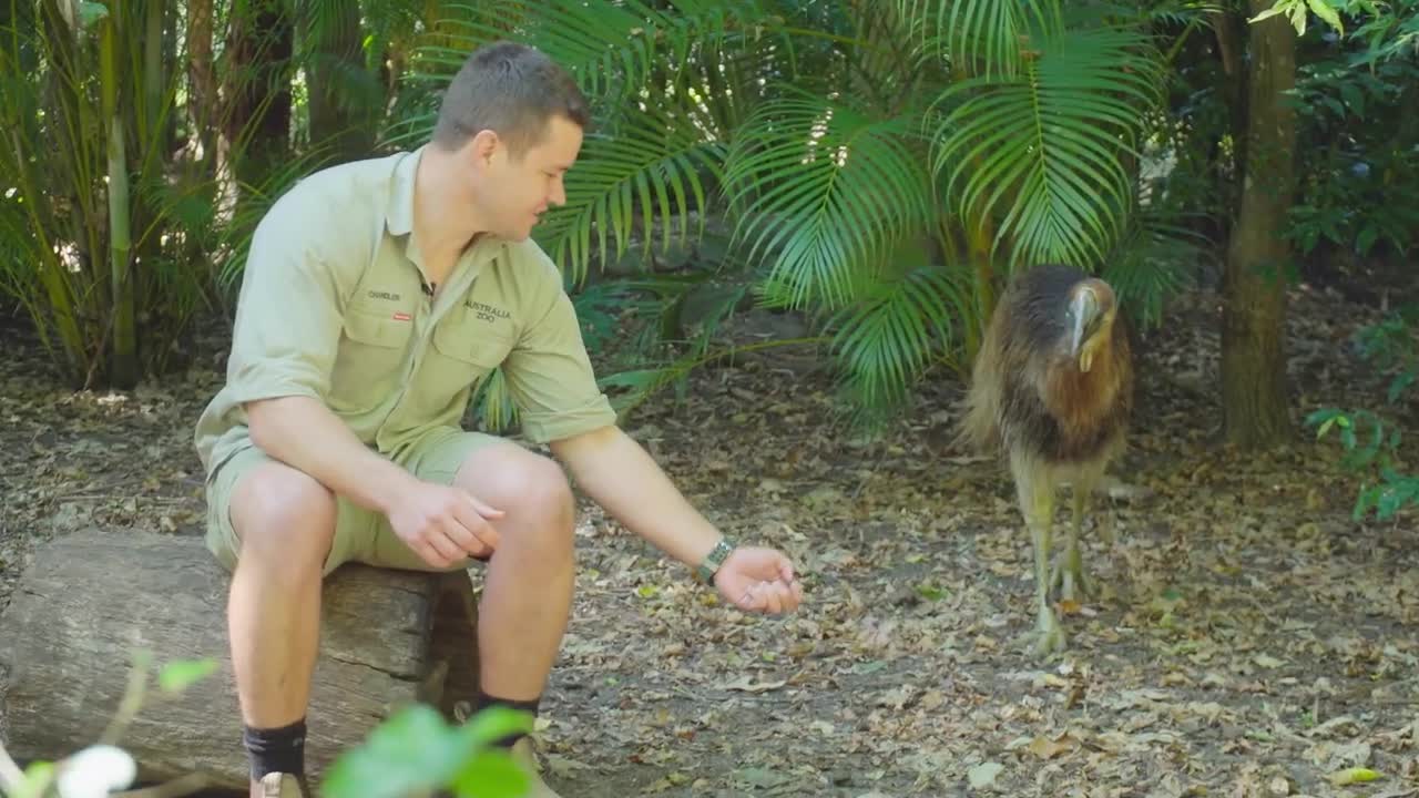 Chandler celebrates with our cassowary chick! | Australia Zoo Life