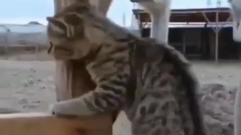 cat playing