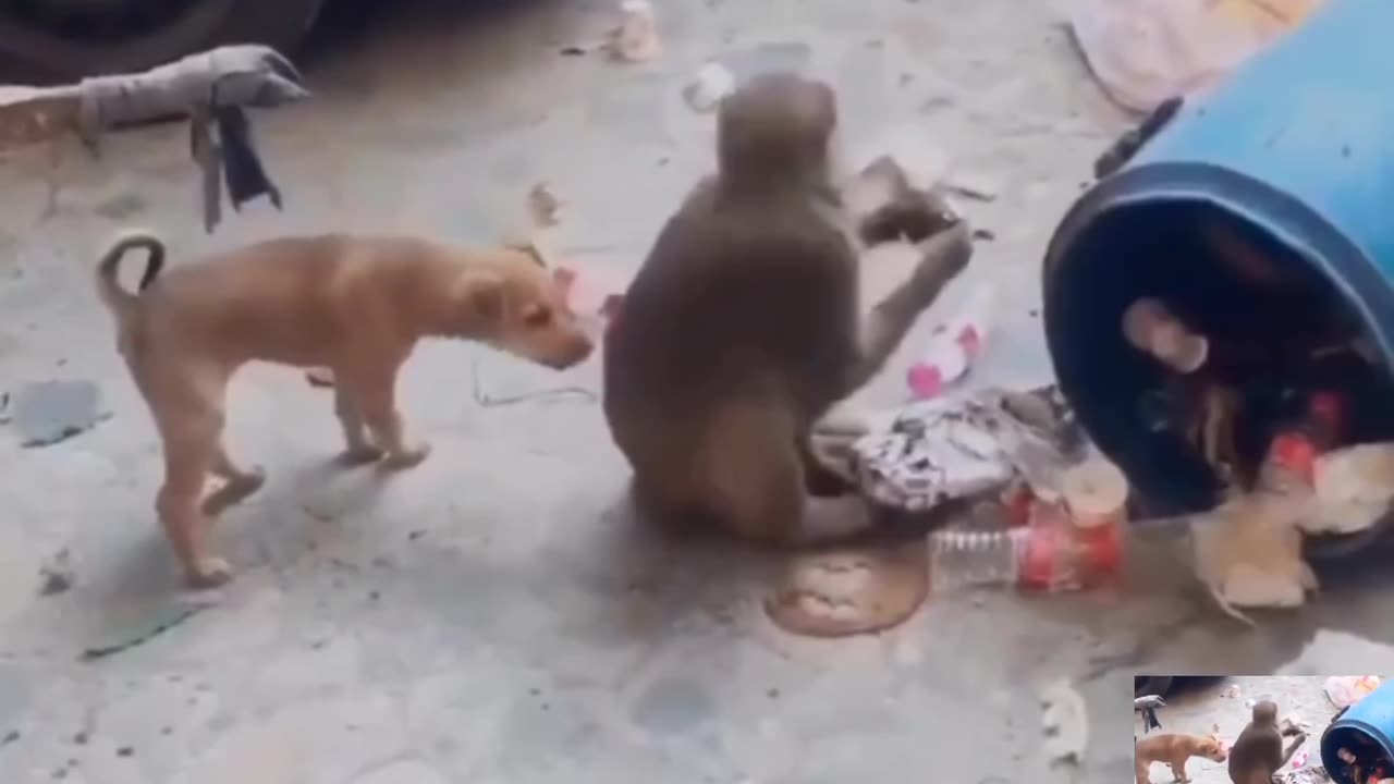 The dog is doing mischief with the monkey