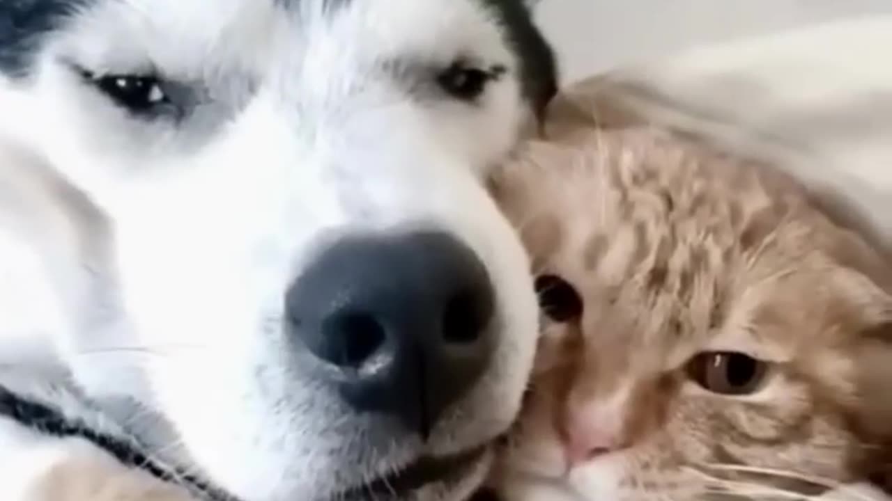 Cute animal videos 🤣😁