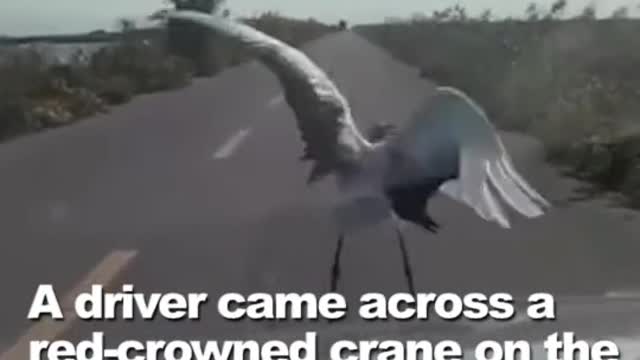 stops car to stage an elegant