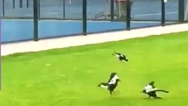 Even animals don't tolerate nonsense 🤣🤣😂