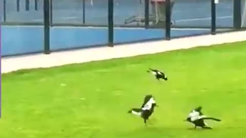 Even animals don't tolerate nonsense 🤣🤣😂