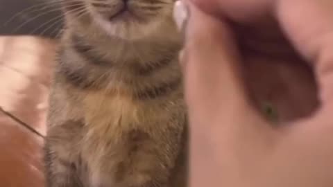 What a Cat reaction