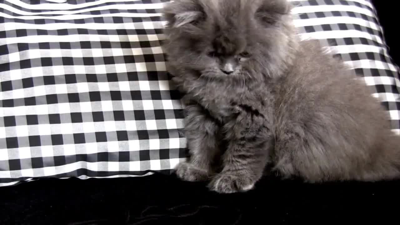 Lovely kitty, his behavior is really extremely cute