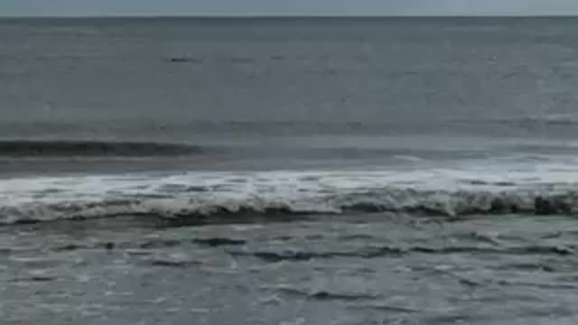 Pod of Dolphins Playing