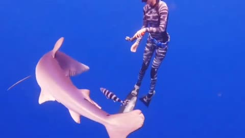 BLUE SHARKS aka “Gumby Sharks” 🦈💙