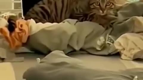 Funny cute animals