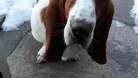 Hello there_ Please take me inside - Poor Dog requests | Funny cute Dog
