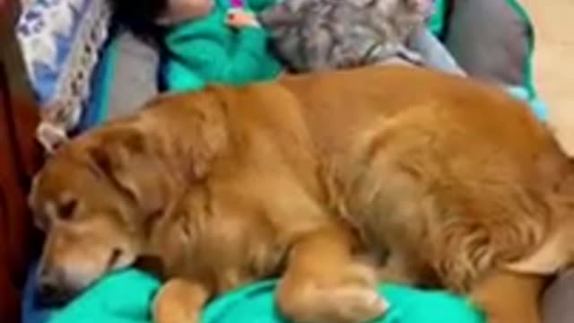 #short funny videos dog and cat 2022