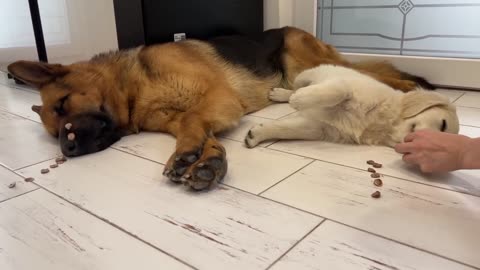 Trying to Wake up a German Shepherd and a Golden Retriever Puppy