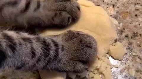 Cat baking