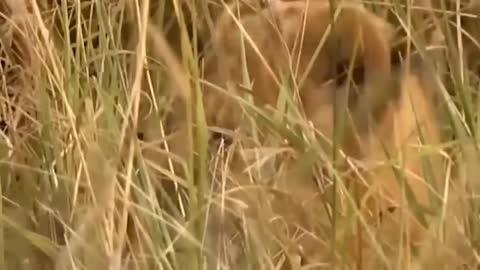 The Little Lion Hiding in the Haystack