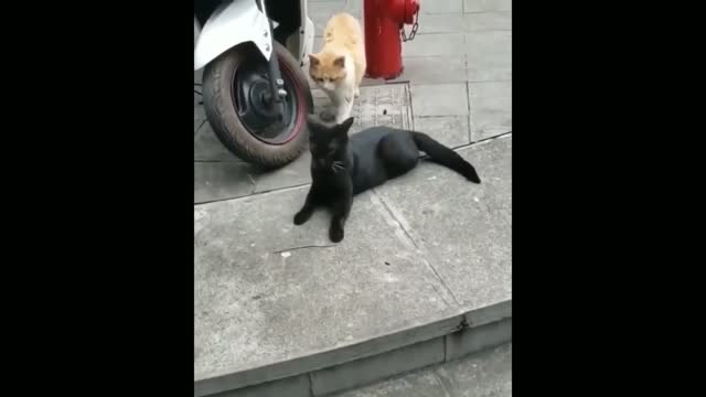 1 HOUR OF FUNNIEST CAT VIDEOS 2022