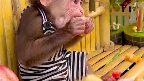 Monkey King takes ducklings to a fruit feast # Animalworld # Monkey