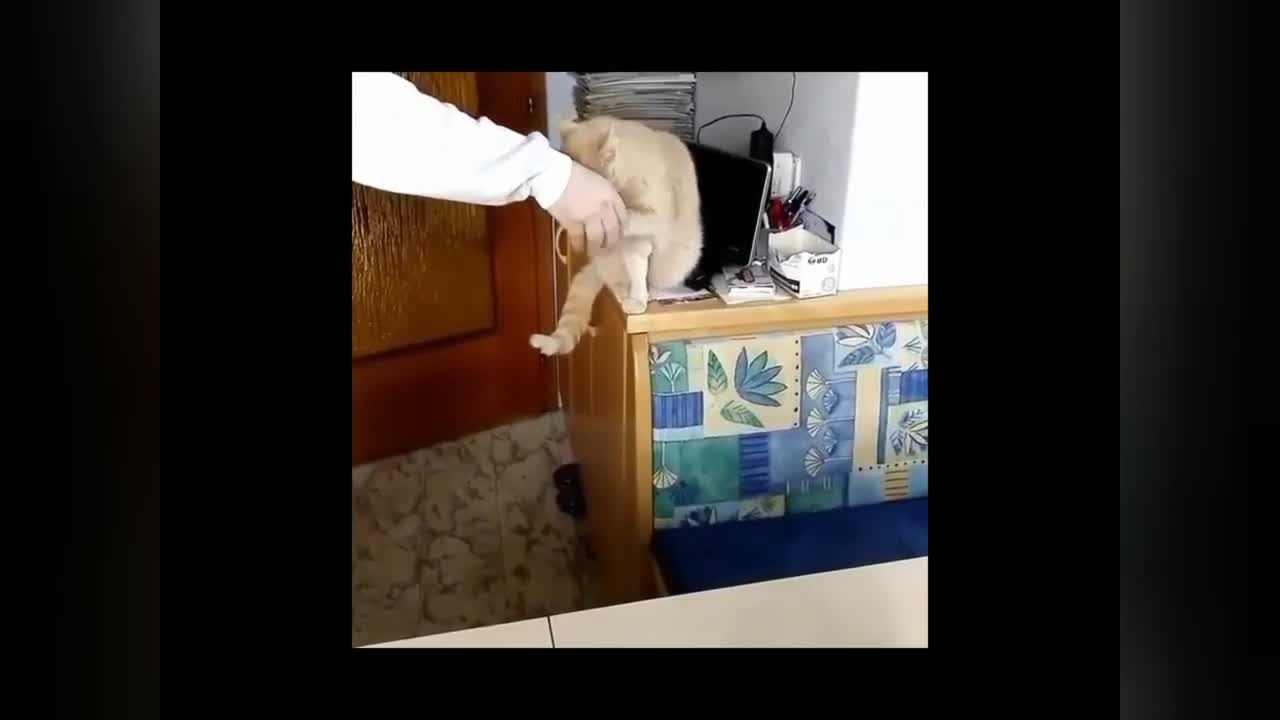 FUNNY ANIMAL PET VIDEO - Cute Pets and funny animals cat and dog Compilation