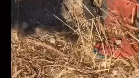 TOM HANKS "CLUES TO WERE THE KIDS WHERE CAPTURED"