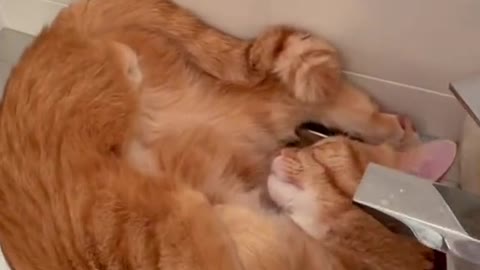 Funniest Cats 😹 - Don't try to hold back Laughter 😂 - Funny Cats Life