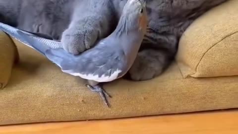 Funny cat and bird