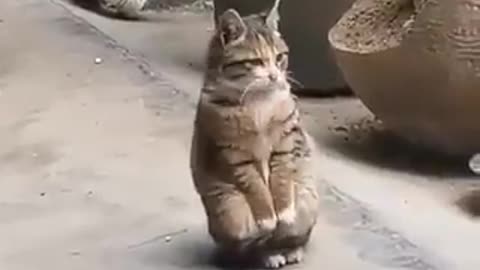 Cat who can't stand the toilet