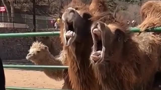 The camel said, are you going to feed me #foryou #funny #haha #animals #pet #fyp