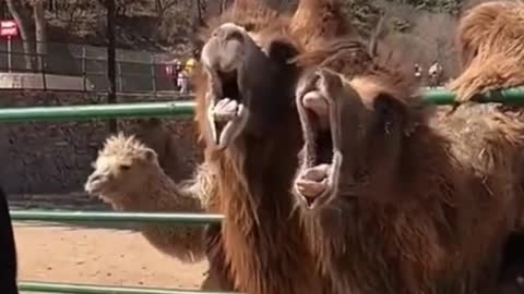 The camel said, are you going to feed me #foryou #funny #haha #animals #pet #fyp